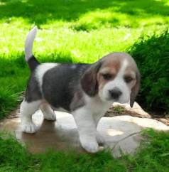 Malhadinhos Beagle Filhotes Tricolores