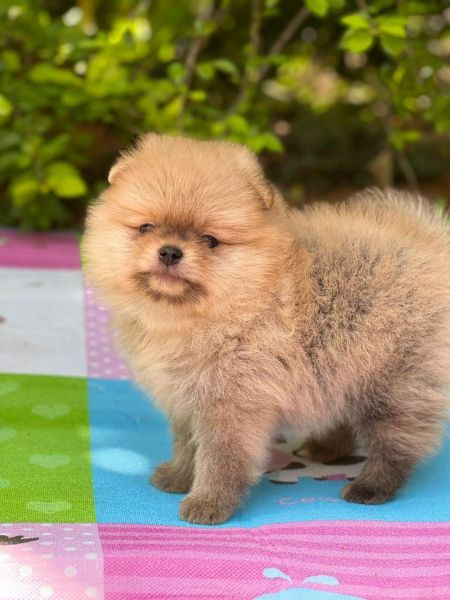NO COMPRE SPITZ ALEMO SEM ANTES OLHAR OS NOSSOS CRIADOS POR MDICA VETERINRIA