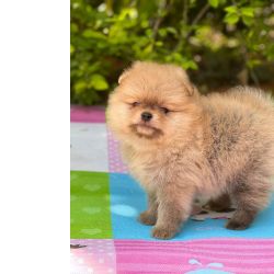 NO COMPRE SPITZ ALEMO SEM ANTES OLHAR OS NOSSOS CRIADOS POR MDICA VETERINRIA