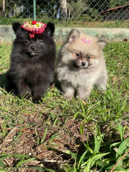 NO COMPRE SPITZ ALEMO SEM ANTES OLHAR OS NOSSOS CRIADOS POR MDICA VETERINRIA