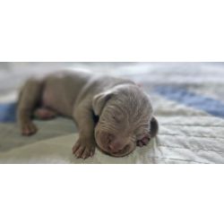 EXTICOS WEIMARANERS  VENDA CRIAO POR AMOR