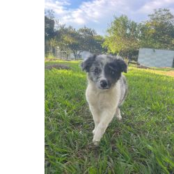 VENHA BUSCAR O SEU BORDER COLLIE COM A GENTE CES CRIADOS POR MDICA VET