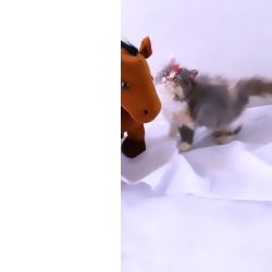 FILHOTE DE GATO PERSA FMEA