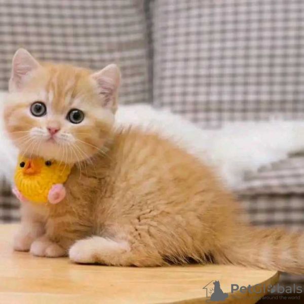 Gatinhos Munchkin