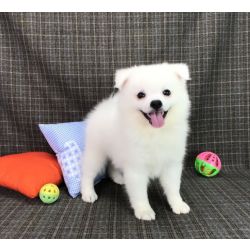 Cachorros Spitz Japons