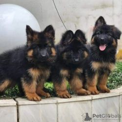 Cachorros fofos de pastor alemo