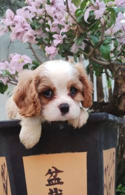 Cavalier King Charles Spaniel Filhote