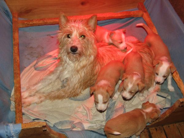 Podengo Portugu�s M�dio Cerdoso Linha de ca�a com LOP Pedigree