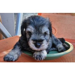 Filhotes de Schnauzer Disponveis faa a alegria que Sua Famlia Merece
