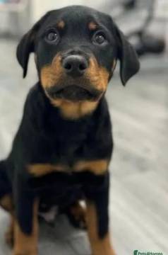 Comprar Filhotes De Rottweiler Sp Saudveis