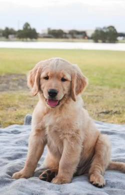 Golden Retriever Co De Linhagem Superior  Venda