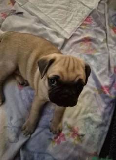 Cachorro Pug Saudvel E Brincalho  Venda