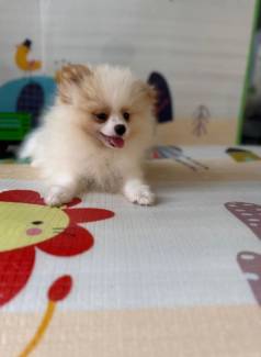 Spitz Lulu Ano Macho