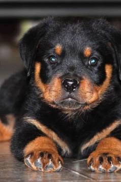 Comprar Co Rottweiler Saudvel E De Porte Forte