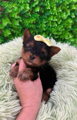 Yorkshire Terrier Fmea Disponvel
