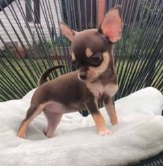 Filhotes Chihuahua A Venda