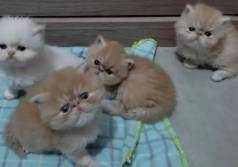 Persa Entregamos No Conforto Do Seu Lar