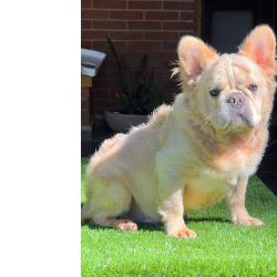 Disponvel para inseminao