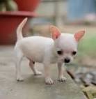 Chihuahuas M E F A Pronta Entrega Alegrar Seu Lar