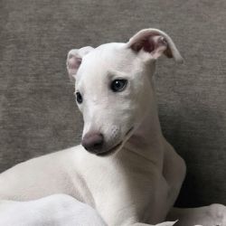 Galguinho Italiano