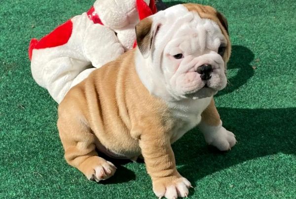 Cachorros Bulldog Ingls energticos disponveis
