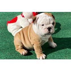 Cachorros Bulldog Ingls energticos disponveis