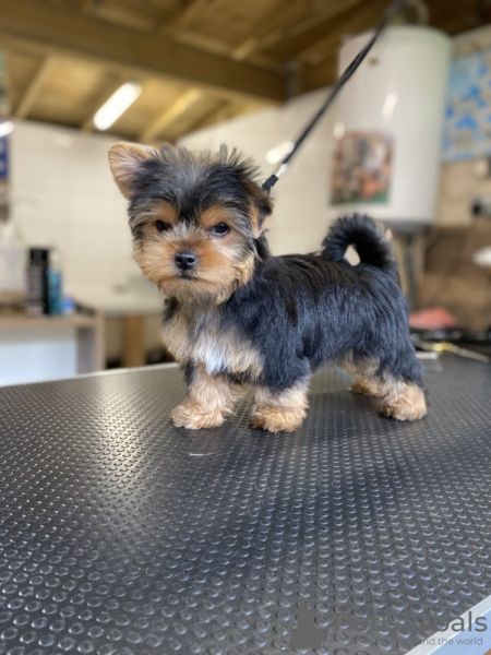 Cachorros Yorkshire Terrier