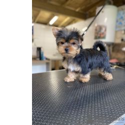 Cachorros Yorkshire Terrier
