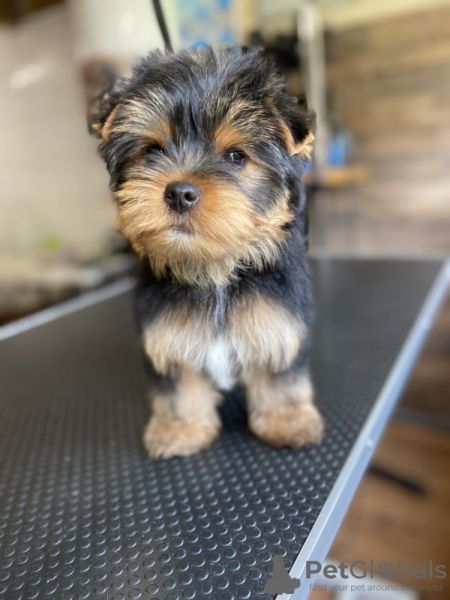 Cachorros Yorkshire Terrier