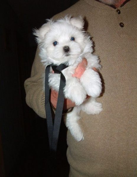 Cachorros Malts Brancos e Fofos disponveis