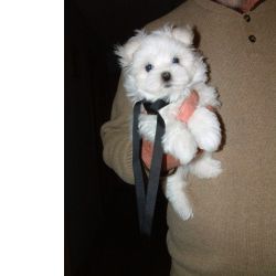 Cachorros Malts Brancos e Fofos disponveis