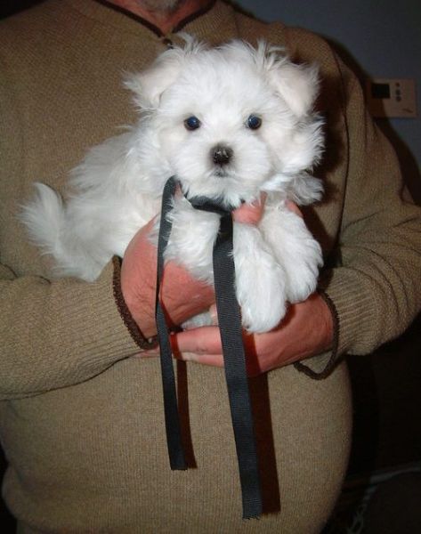 Cachorros Malts Brancos e Fofos disponveis