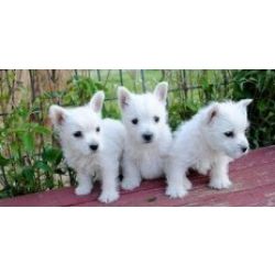 Cachorros  West Highland White Terrier