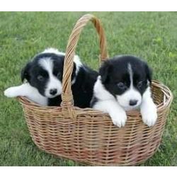 Cachorros Border Collie