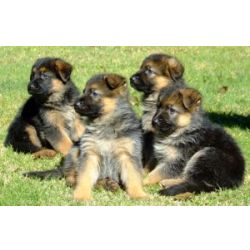 Ninhada de quatro cachorros pastor alemo