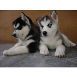Excelentes cachorros Husky Siberiano
