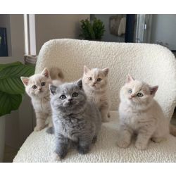 Gatinho British Azuis