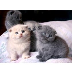 Gatinhos Scottish Fold para a sua casa