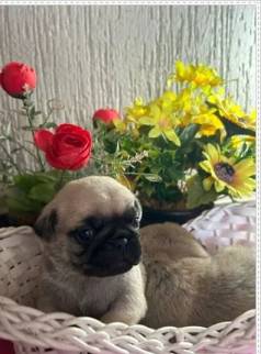 Pug Macho E Fmea. Com Pedigree. Preta E Abric.