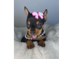 Pinscher Zero- os menores
