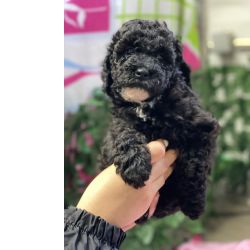 Caniche Medio Black