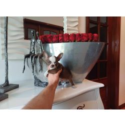 Chihuahua  Suiperminiatura MACHINHO CHOCOLATE E  BRANCO  com LOP e AFIXO