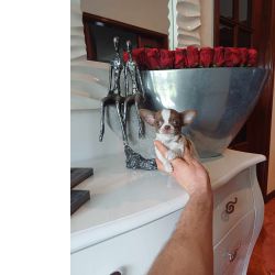 Chihuahua  Suiperminiatura MACHINHO BRANCO  E CHOCOLATE com LOP e AFIXO