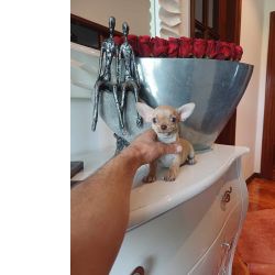 Chihuahua Superminiatura FEMEA  IZABELLA  com LOP e AFIXO