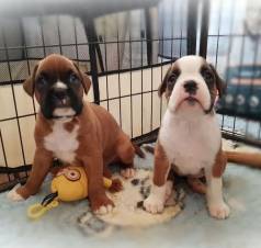 Cachorro Boxer Macho E Femea Saudveis E Com Contrato