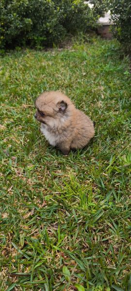 Spitz alemo ano Lulu da Pomernia criado em ambiente familiar disponvel para entrega imediata de