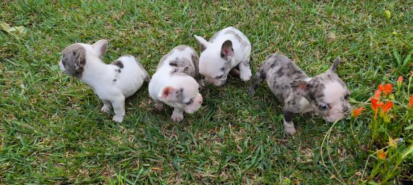 Bulldog francs olhos azuis ltima foto  do pai disponvel para entrega imed