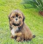 Filhote Shih Tzu Fofo