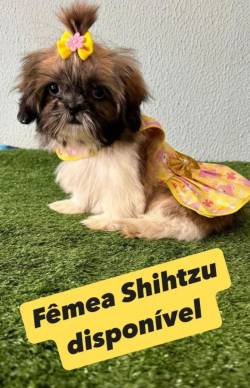 Shihtzu Macho & Femea De Pronta Entrega