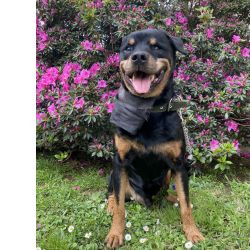 Rottweiler macho para monta